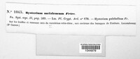 Lophodermium melaleucum image